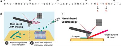 High Speed AFM and NanoInfrared Spectroscopy Investigation of Aβ1–42 Peptide Variants and Their Interaction With POPC/SM/Chol/GM1 Model Membranes